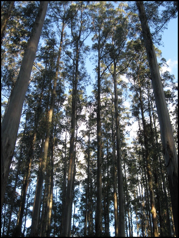 Roadtrip dans le Dandenong Ranges National Park