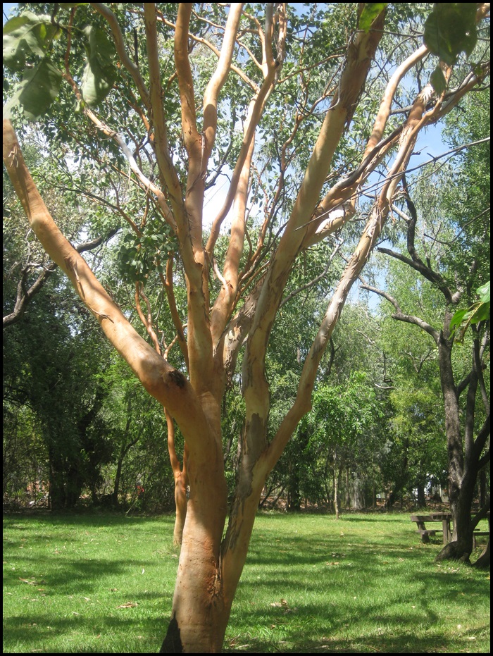 Nitmiluk National Park, Katherine Gorge, Outback, Australie