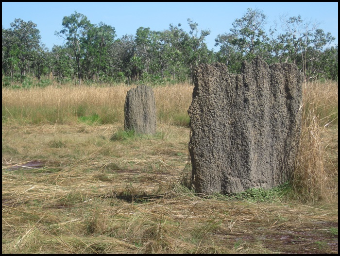 Litchfield National Park, Australie, termitières géantes