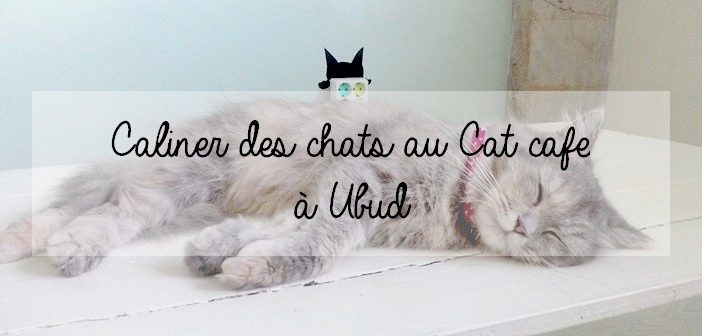 Cat Cafe Ubud