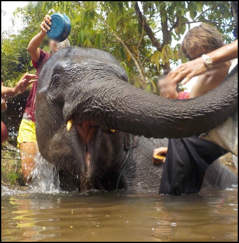 Sanctuaire d'éléphants Chiang Mai