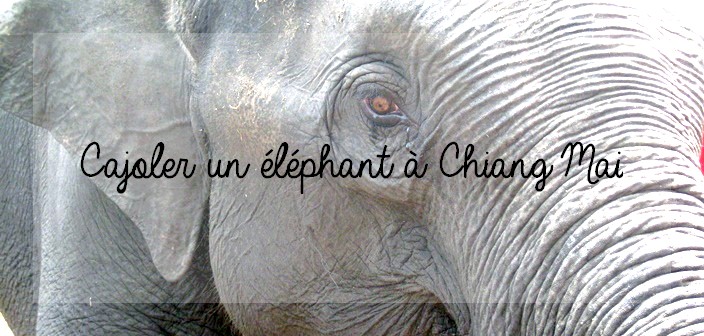 Sanctuaire d'éléphants Chiang Mai