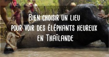 Voir des éléphants en Thaïlande refuge sanctuaire d'éléphants
