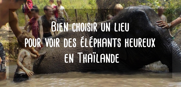 Voir des éléphants en Thaïlande refuge sanctuaire d'éléphants