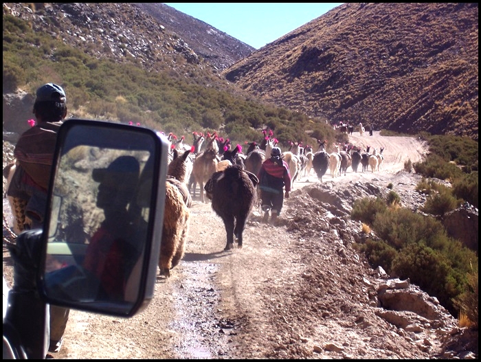 lamas Bolivie