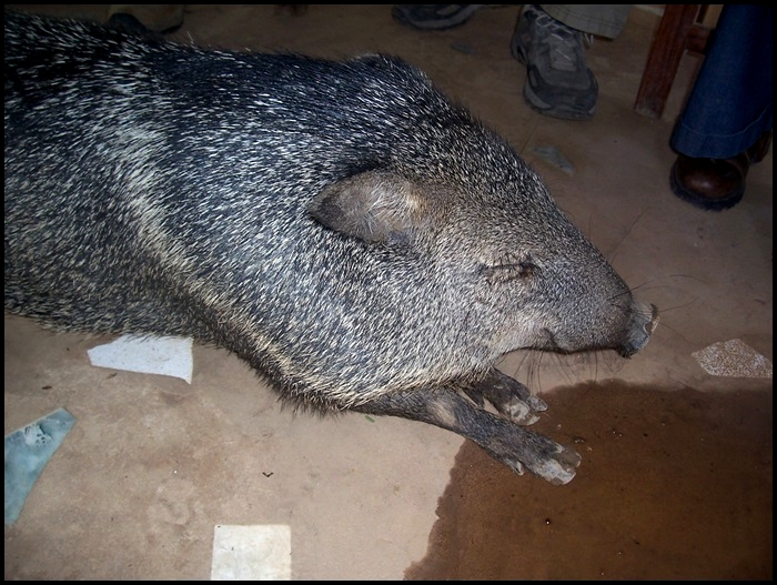 sanglier Bolivie