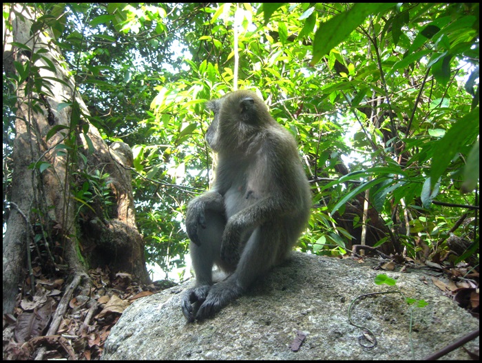 Parc national de Penang