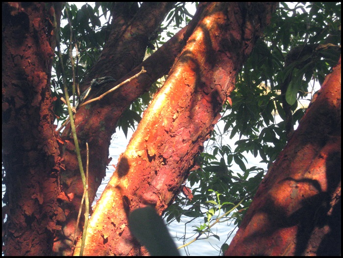 Parc national de Penang